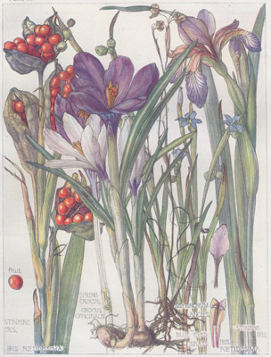 Spring Crocus, Blue-eyed Grass, Stinking Iris